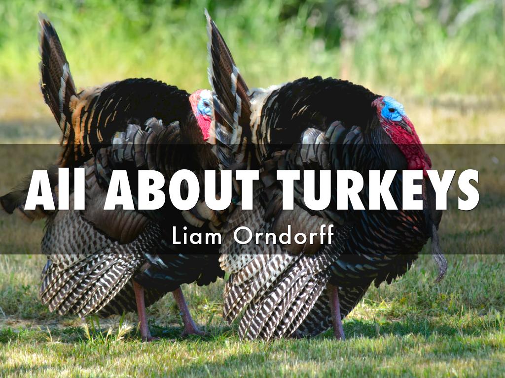 All About Turkeys