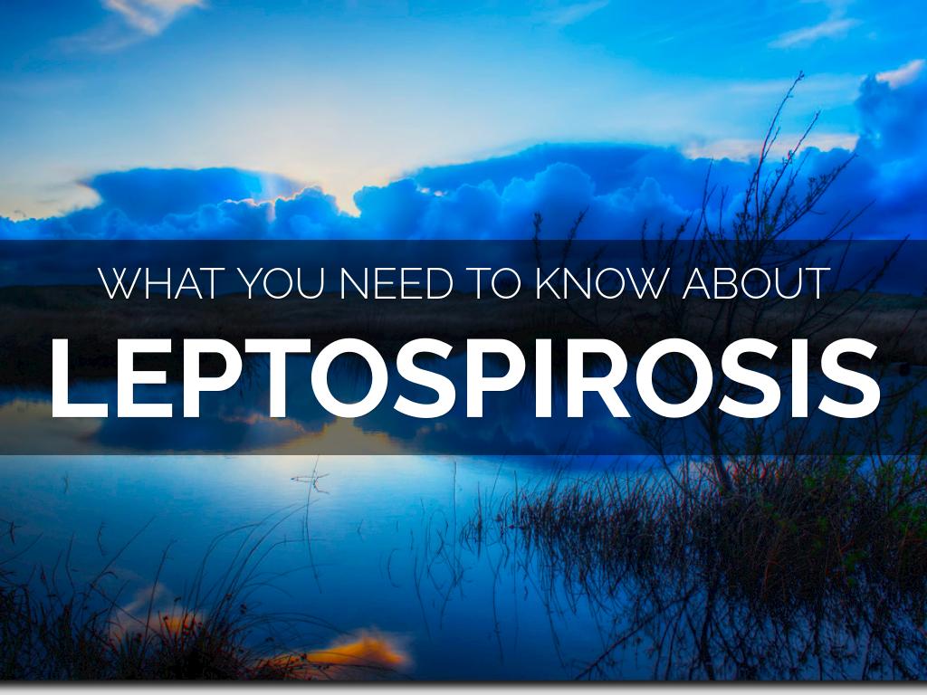 Leptospirosis complications picture