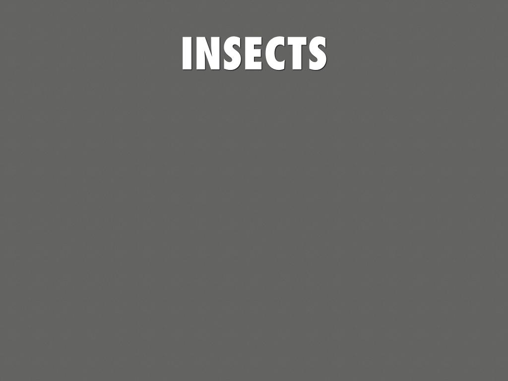 Insects By Millena