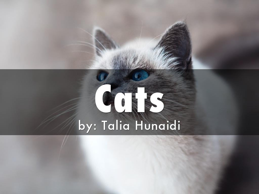 Diffrent tyeps of cats 