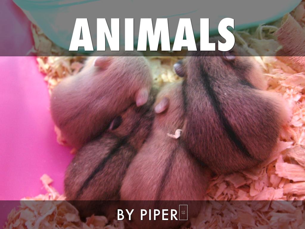Baby Animals 🦍