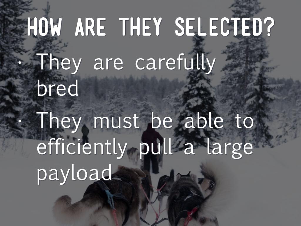 Sled Dog Meaning Slang at Estelle Wilson blog