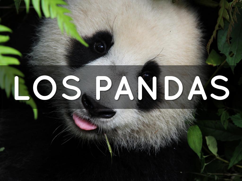 LOS PANDAS