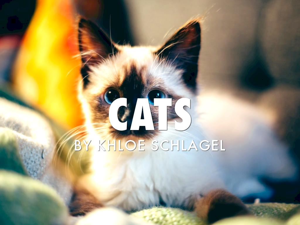 Cats