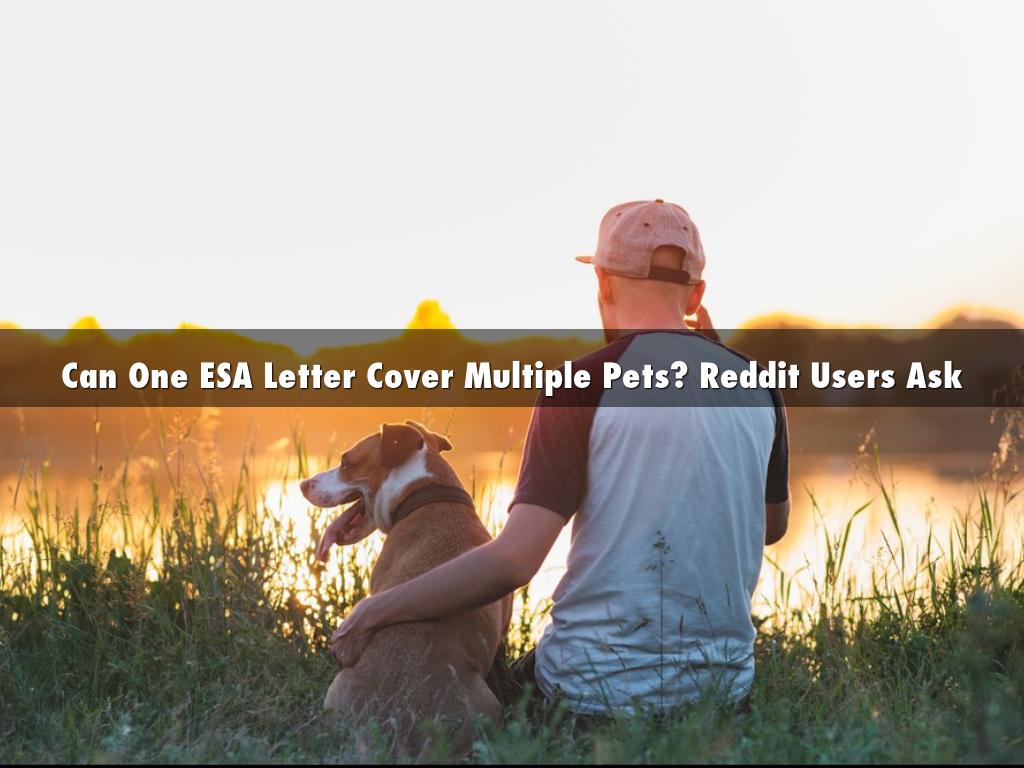 Can One ESA Letter Cover Multiple Pets? Reddit Users Ask