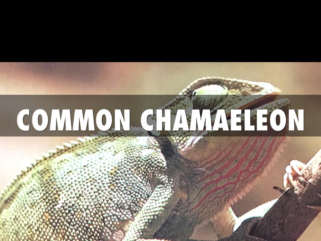 Chamaeleon