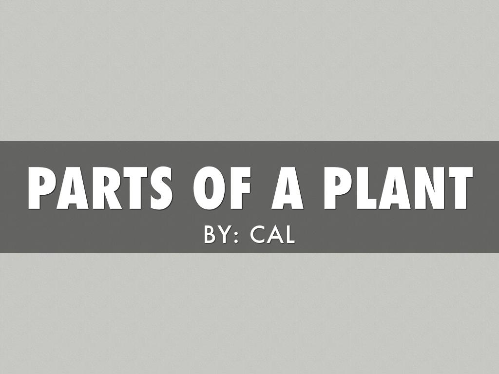 Parts Of A Plant By cal