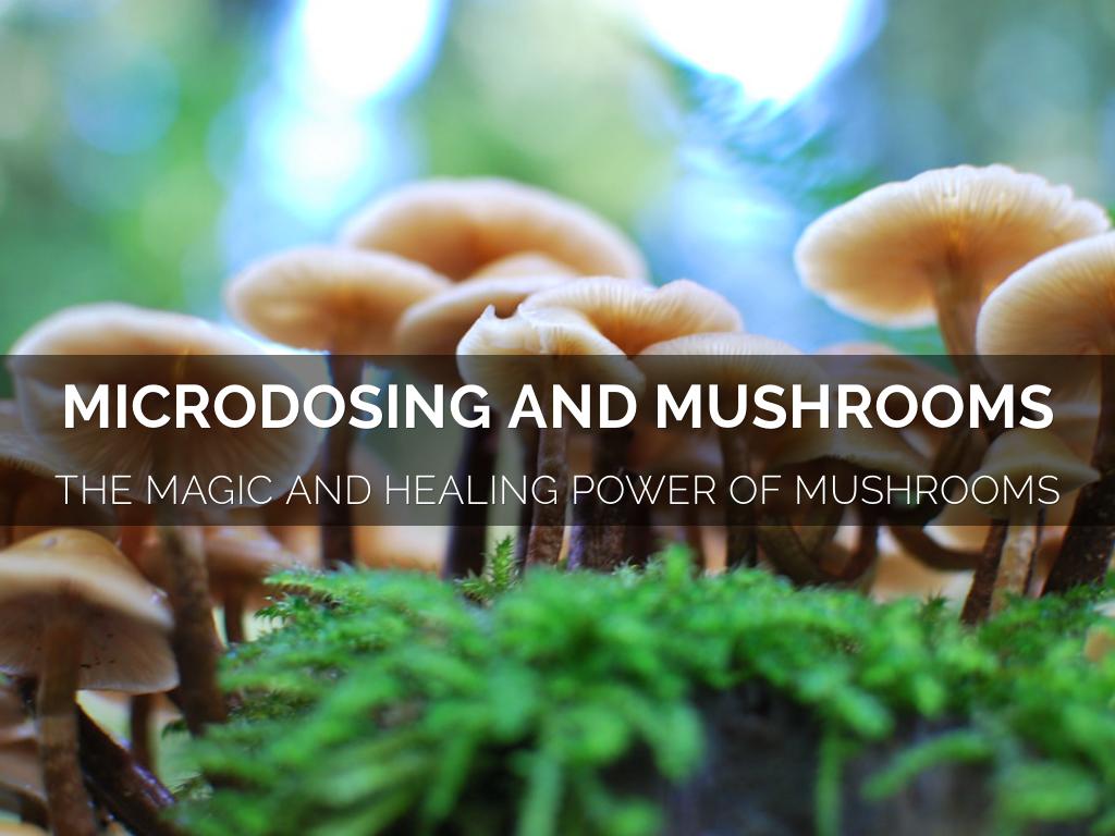 Information evening about Microdosing and Mushrooms