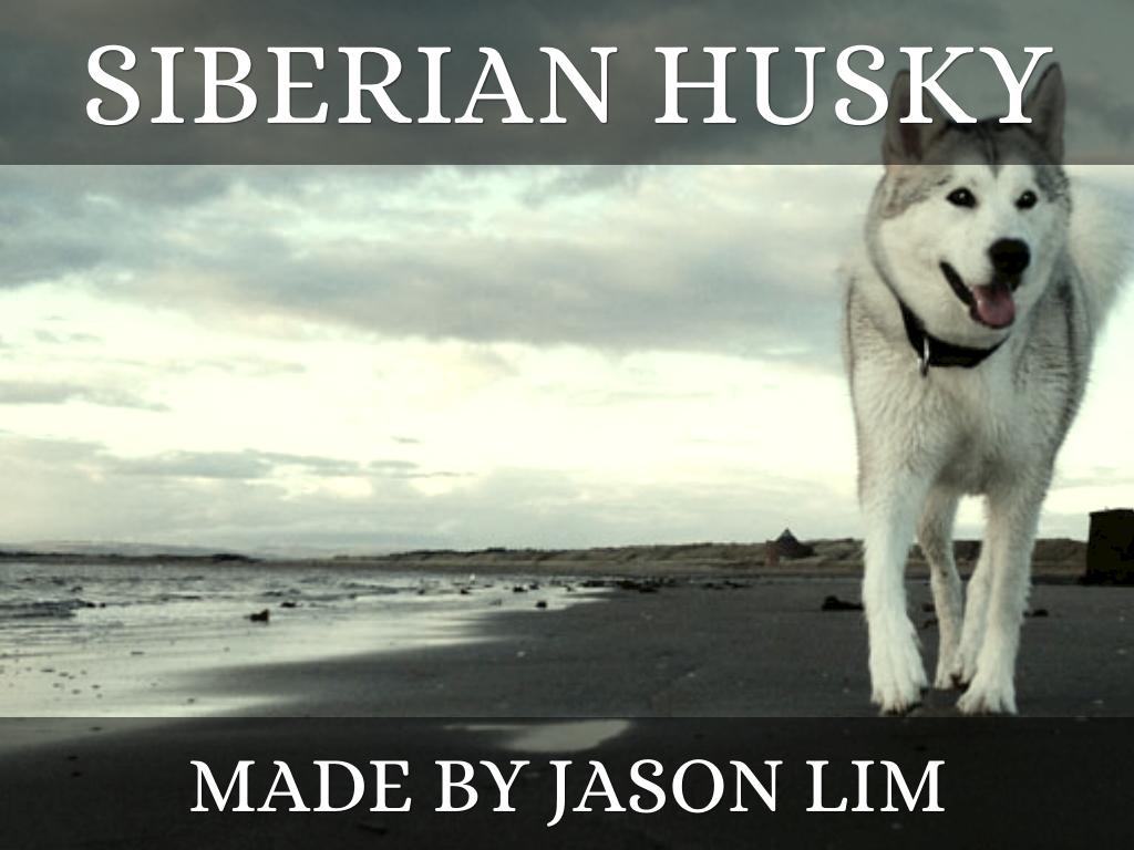 Siberian Husky
