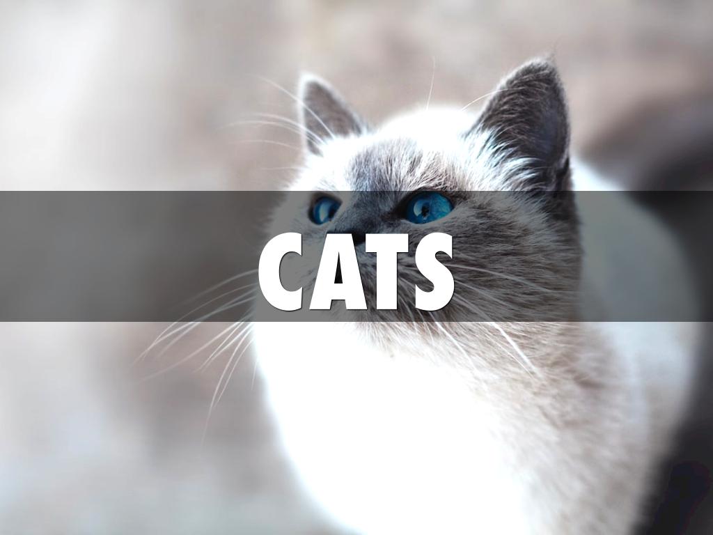 Cats