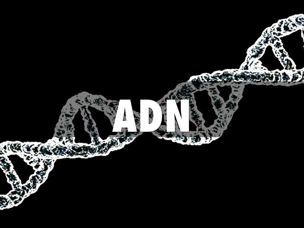 ADN