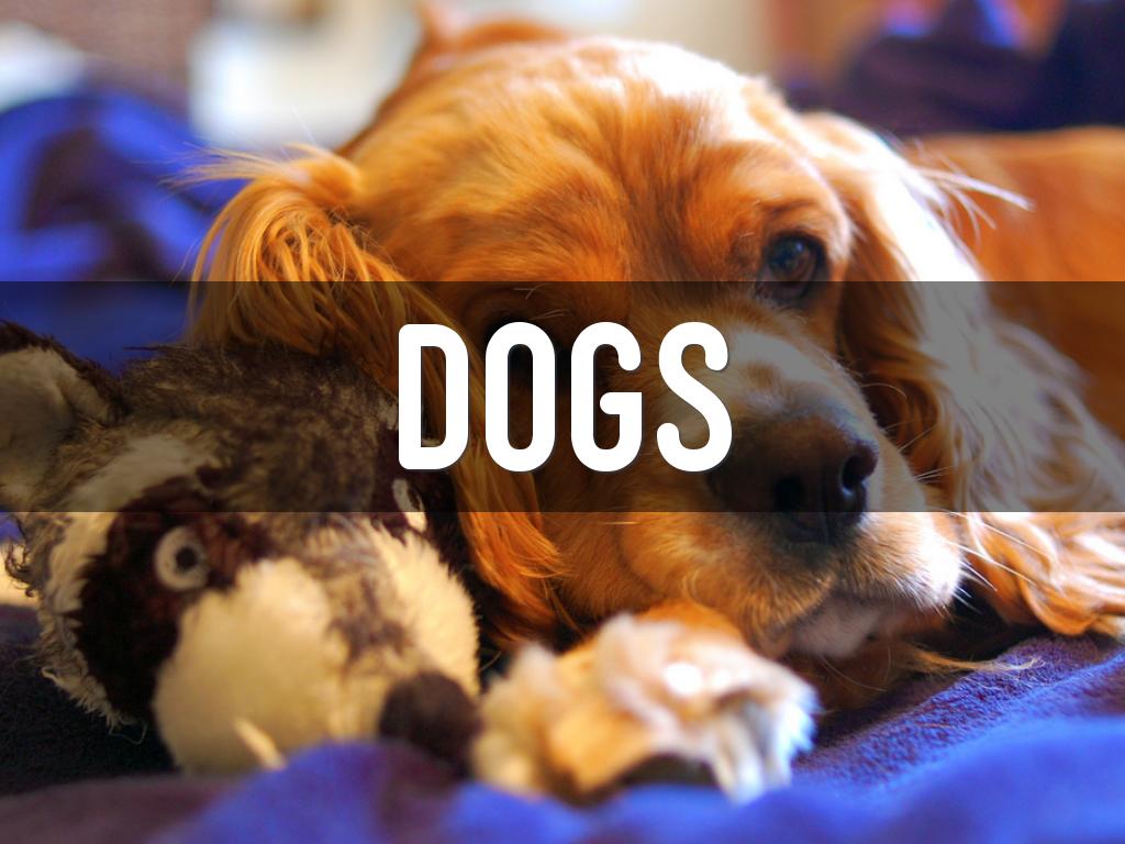 dogs