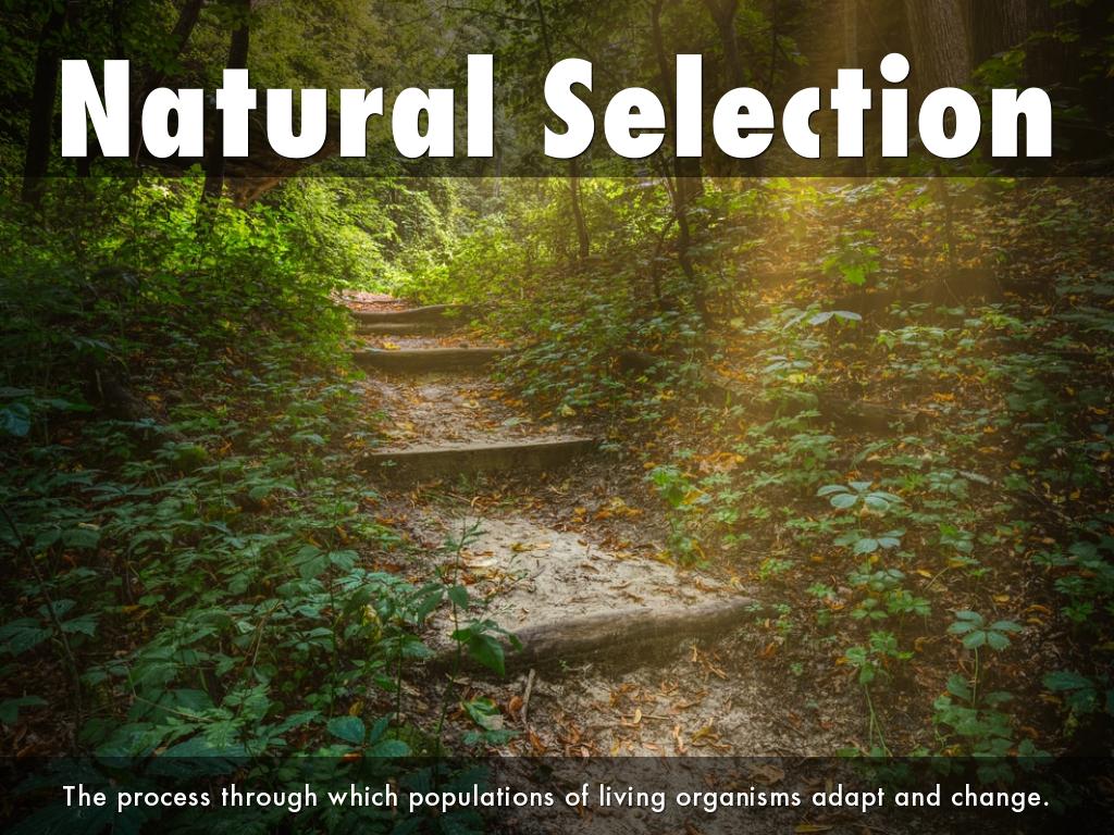 Natural Selection