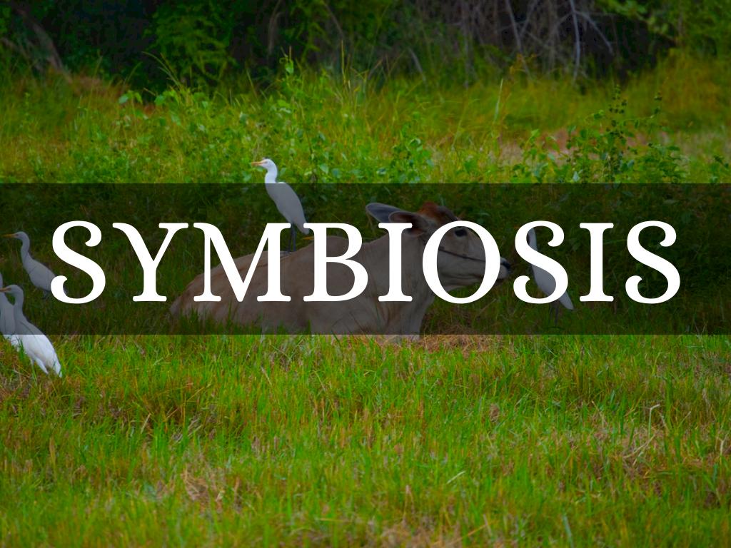 Symbiosis 