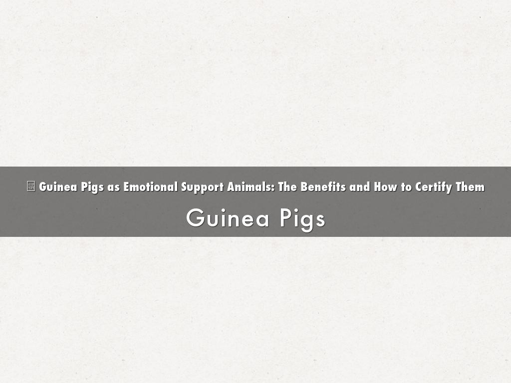 🐹 Guinea Pigs as Emotional Support Animals: The Benefits and How to Certify Them