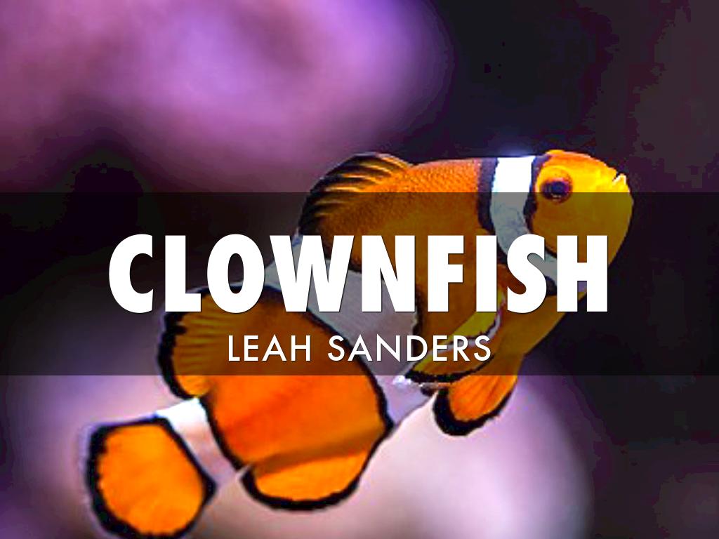 Clownfish