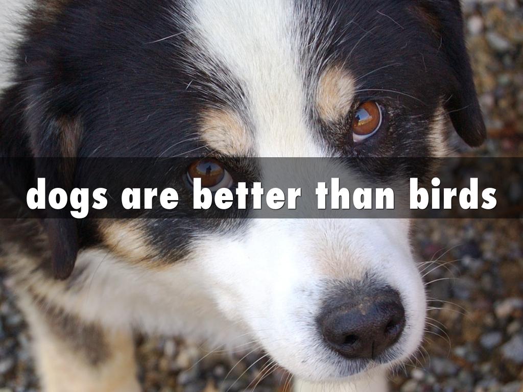 Dogs VS Birds