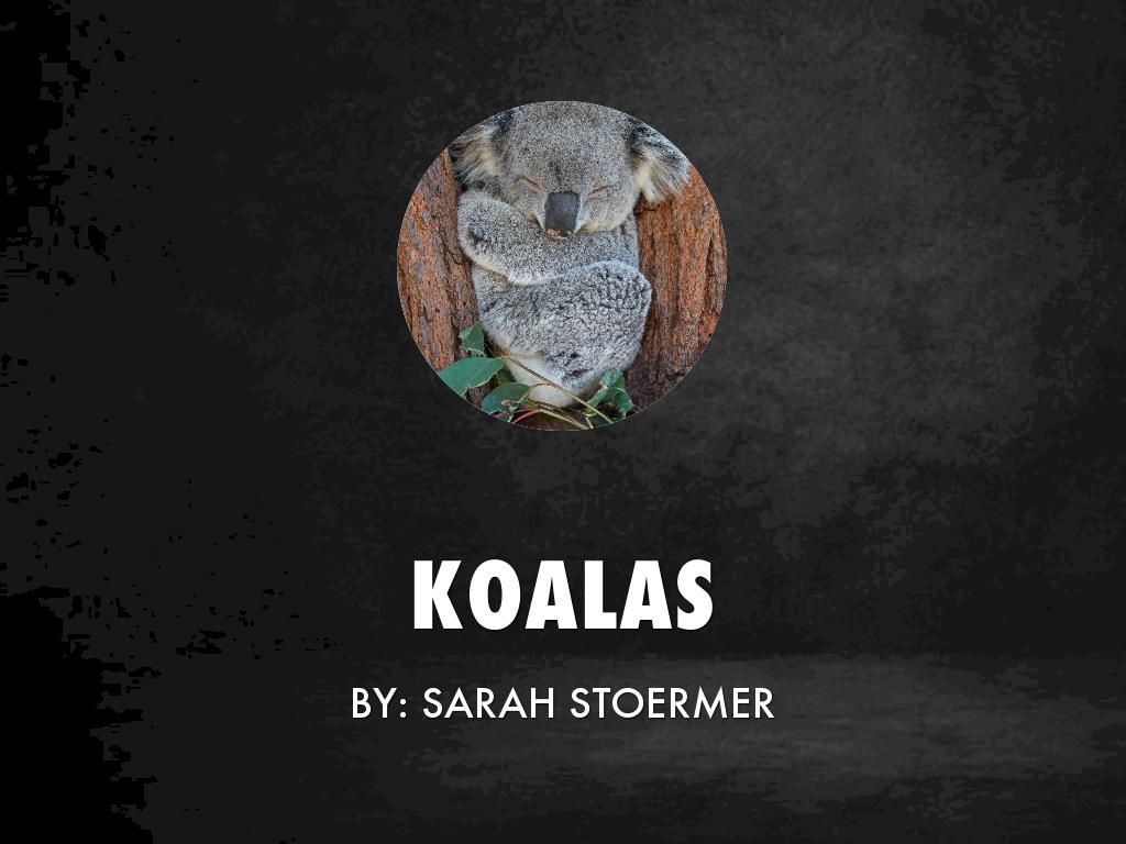 Koalas
