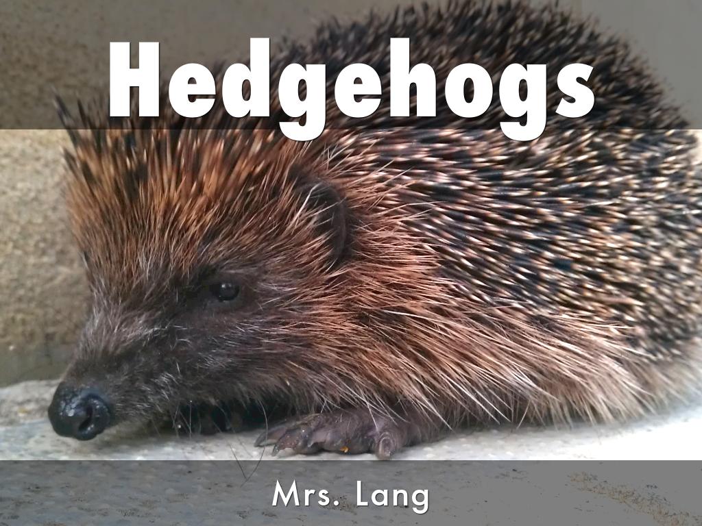 Hedgehog