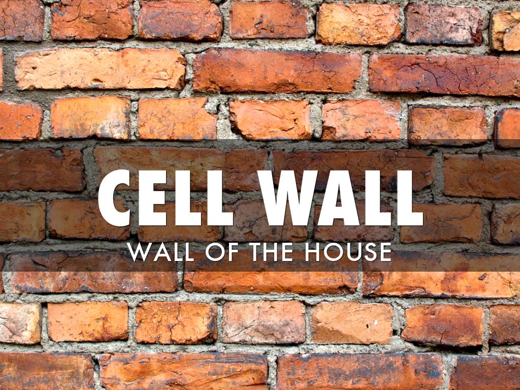 Cell Analogy by Kenna Brandt