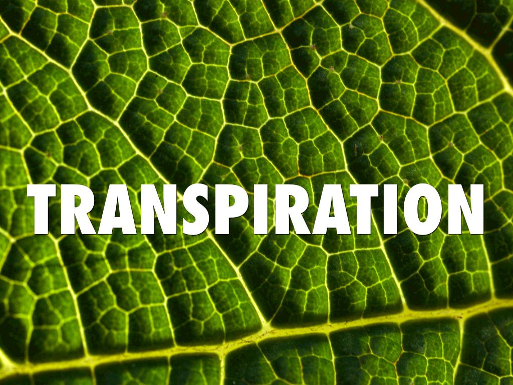Transpiration 