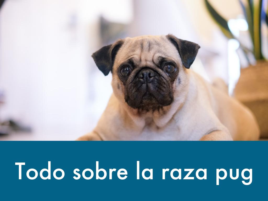 Todo sobre la raza pug 