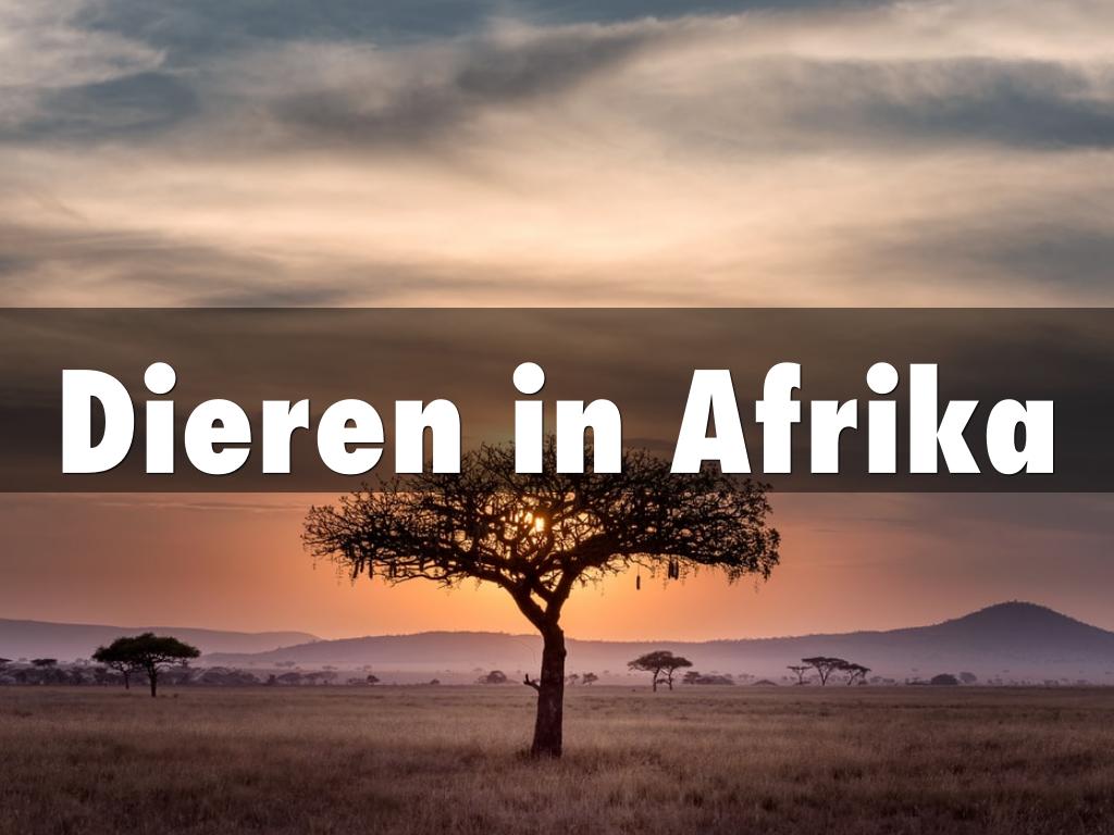 Dieren in Afrika