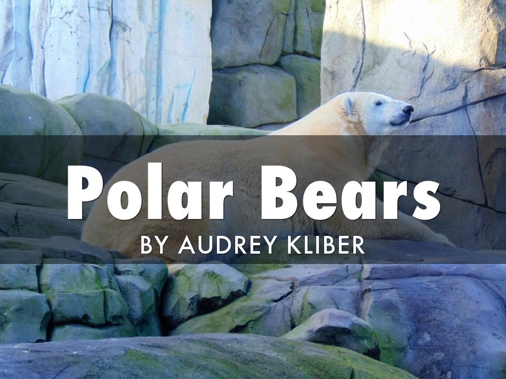 Polar Bears 