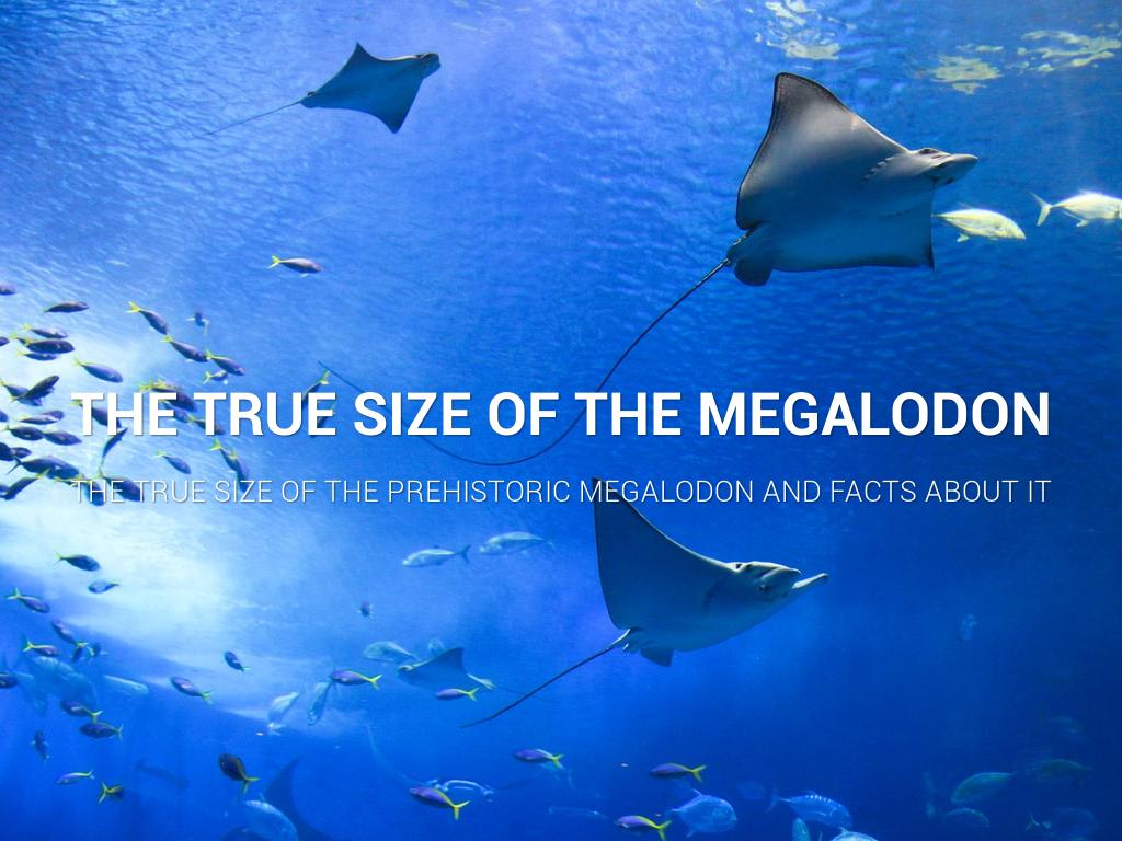 The Megalodon