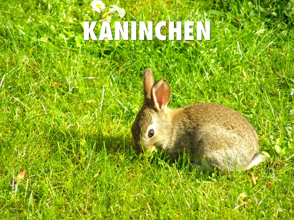 Kaninchen 