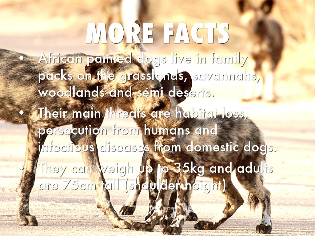 The African Painted Dogs by Kitty Dunphy