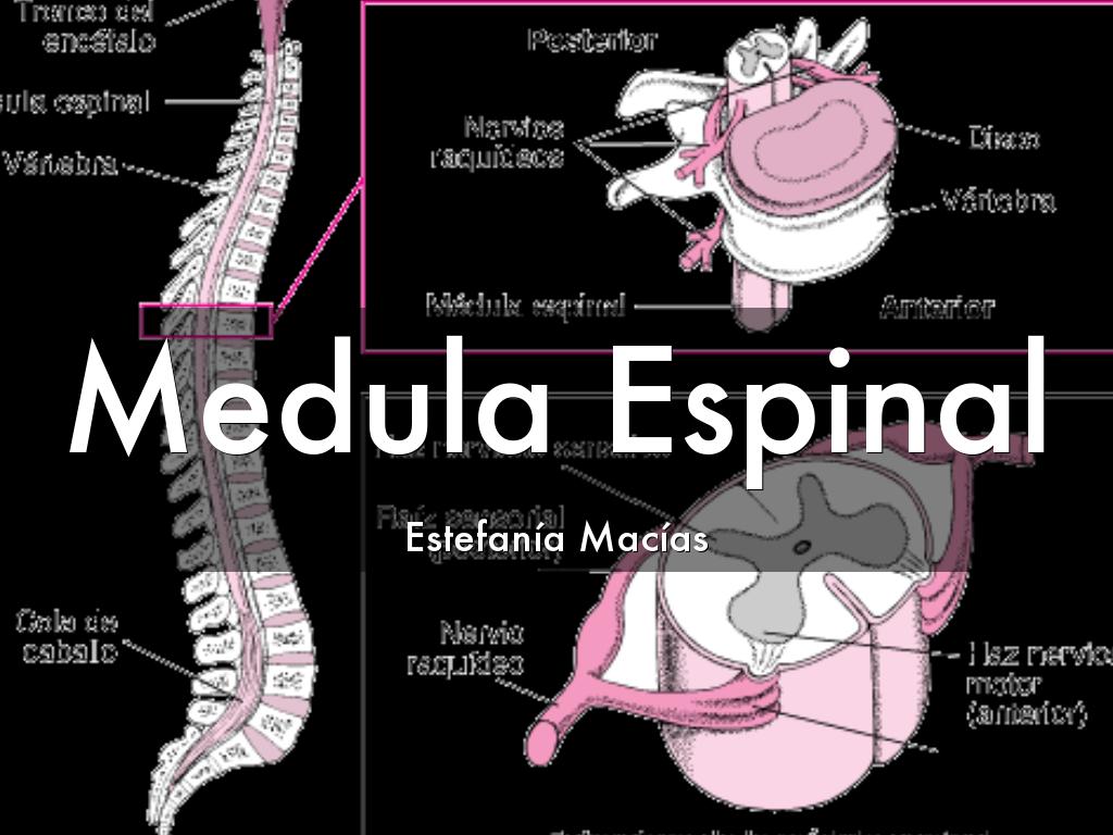 Medula Espinal