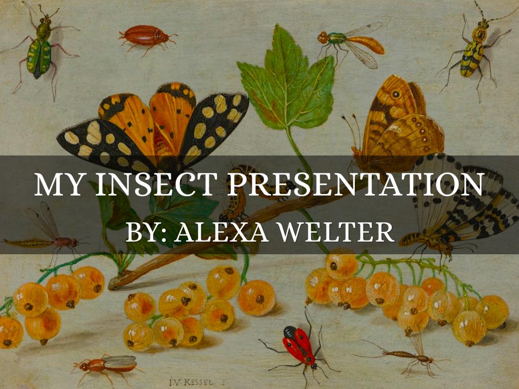 My Insect Presentation