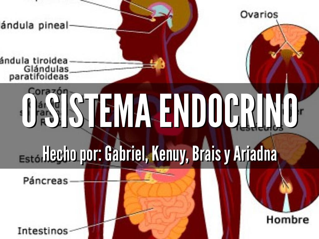 O sistema endocrino