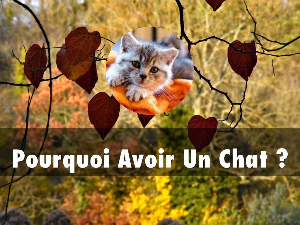 Pourquoi Avoir Un Chat ?