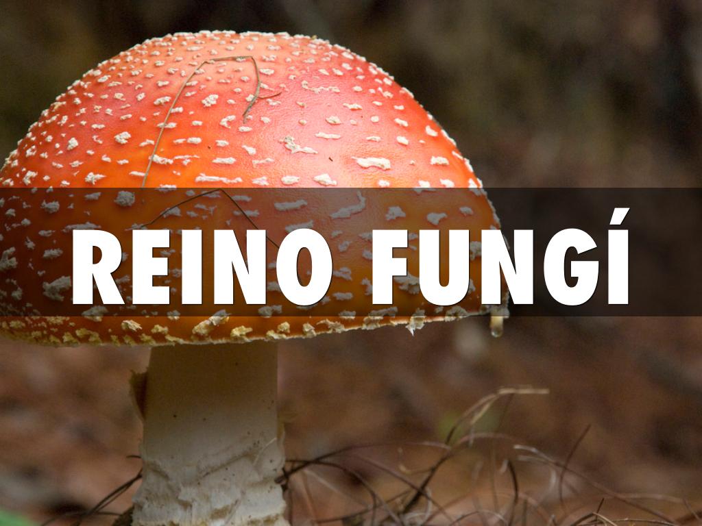 REINO FUNGÍ
