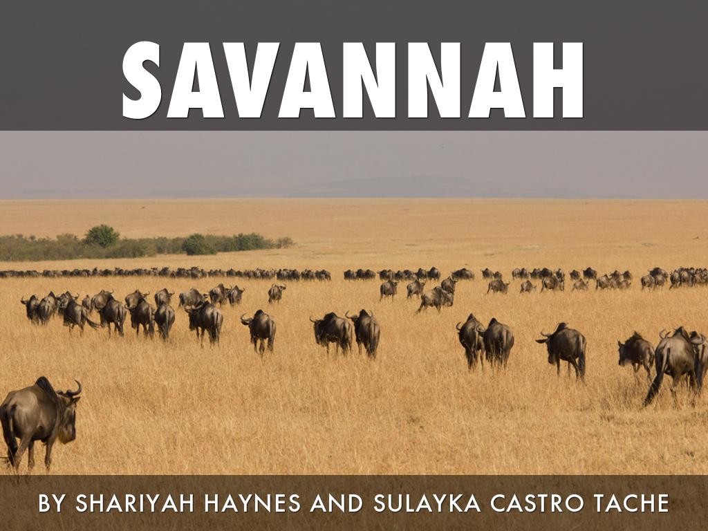 Savannah