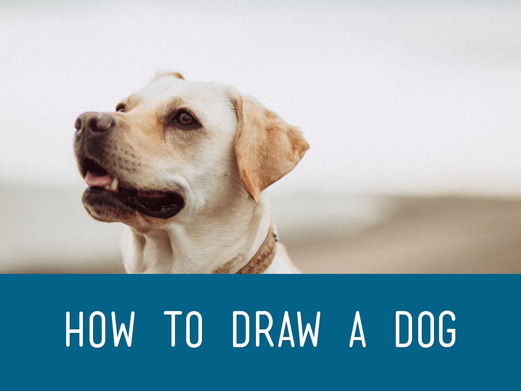 How to Draw a Dog