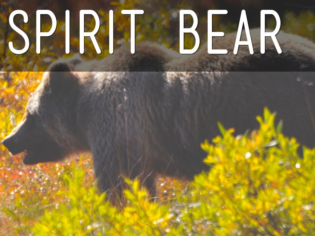 Touching Spirit Bear
