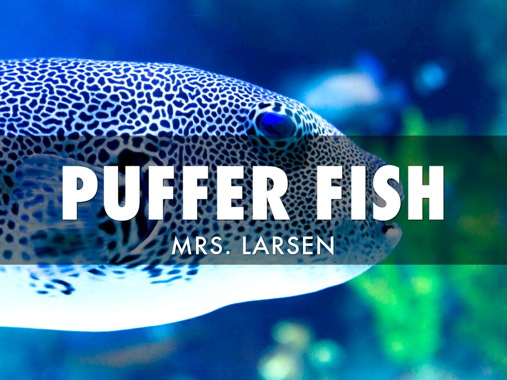 Puffer Fish