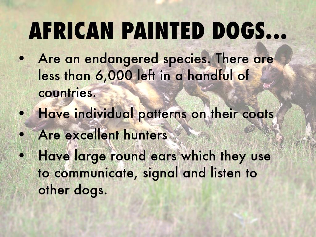 The African Painted Dogs by Kitty Dunphy