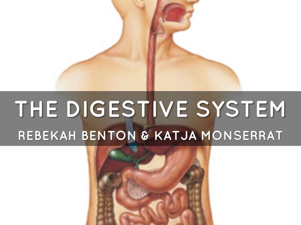 Digestive System