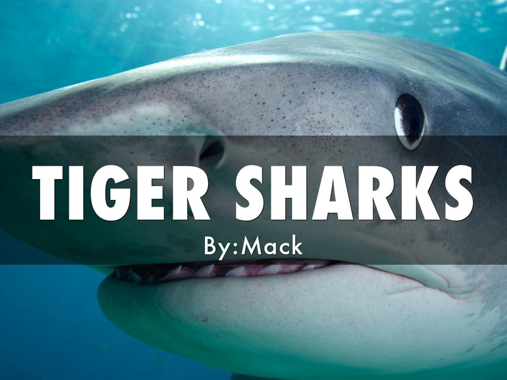  Tiger Sharks