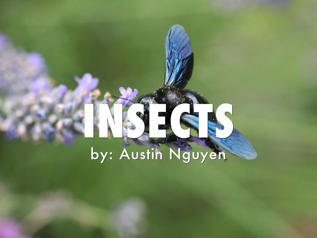 Insects