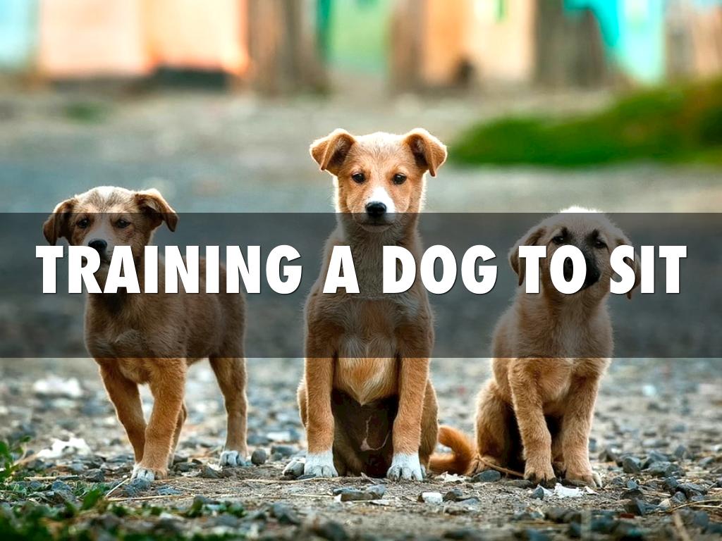 How Train A Dog To Sit