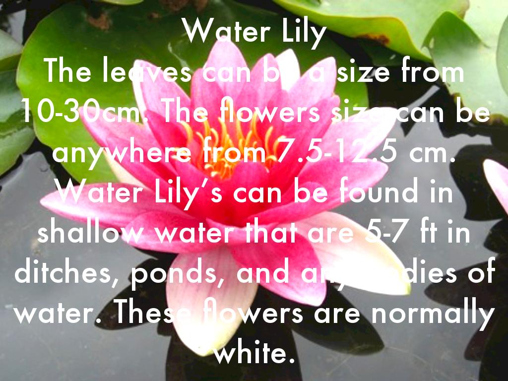 Copy of Water Lily