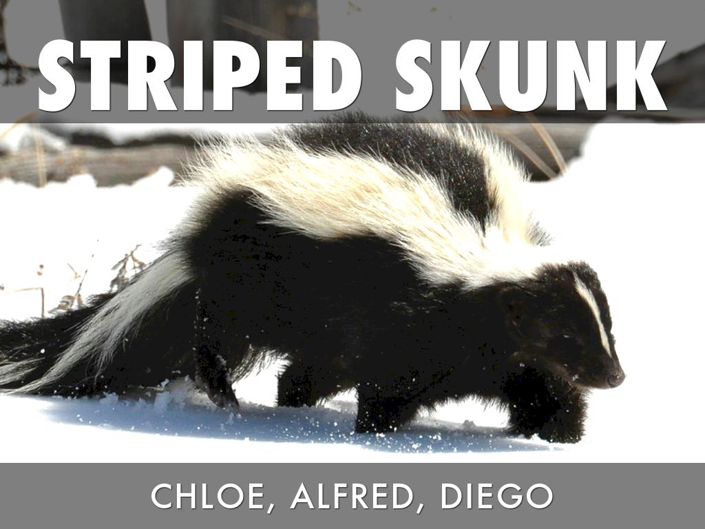 Striped Skunk