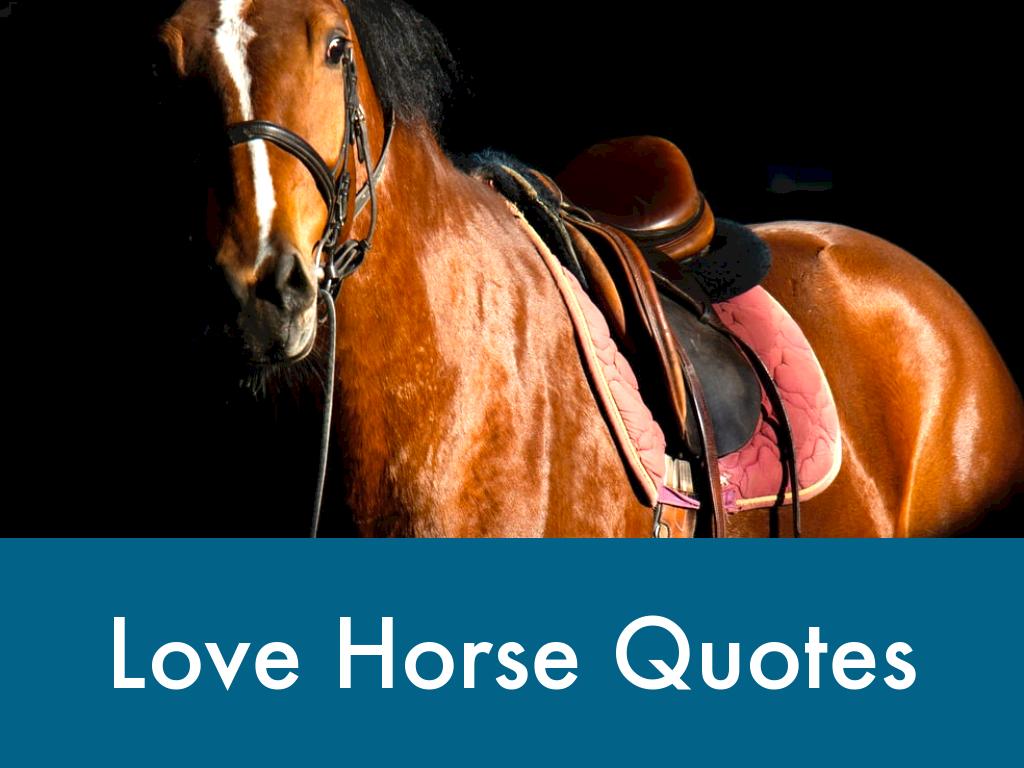 Love Horse Quotes