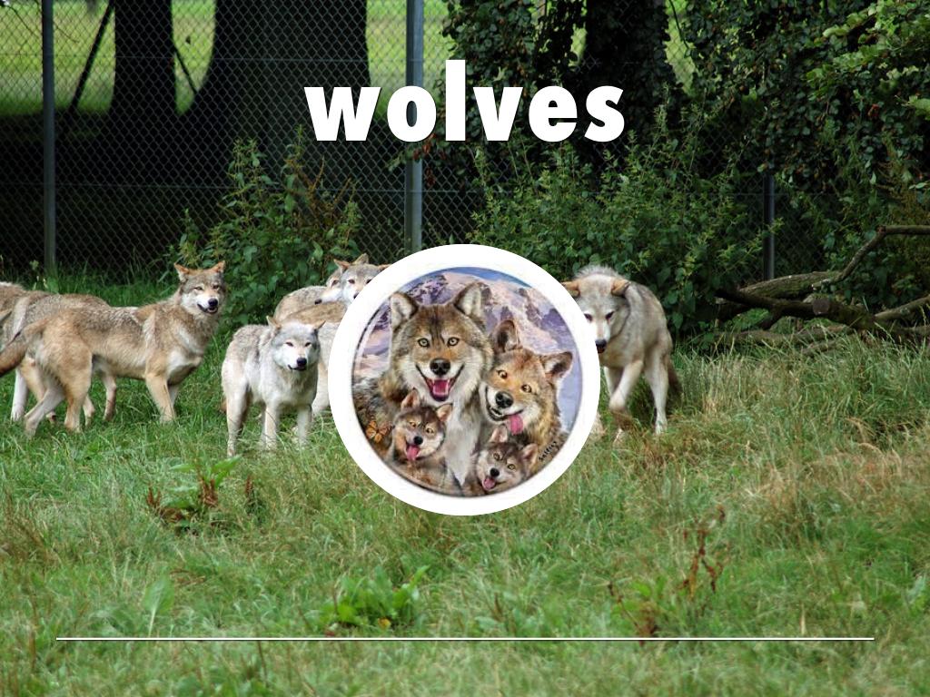 wolves