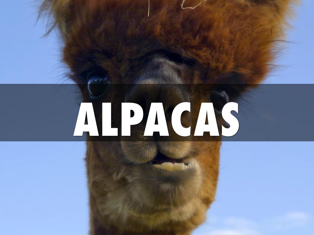 Alpacas Are So Much Better Than Llamas